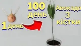 ЯК ВИРОСТИТИ АВОКАДО З КІСТОЧКИ ЗА 100 ДНІВ