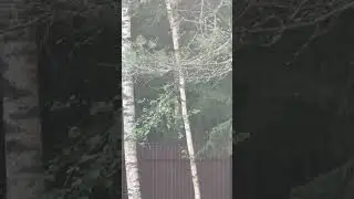 Дятел #shortvideo