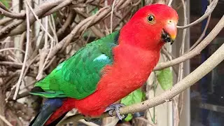 Trying to convince a very talkative king parrot to fly onto my hand! 🦜