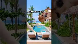 Добейте пж 70к подписчиков к 30 июля! #рекомендации #юмор #tiktok #актив #котики #shorts #тренды