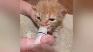 Raising Orphaned Kittens