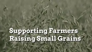 PFI Supports Farmers Raising Small Grains - Practical Cover Croppers