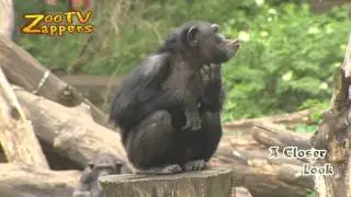Zoo Safari - Chimpansee - Chimpanzee