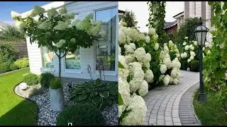 Начали стройку Крыша  Мои 8 сортов гортензий #Своимируками #ЕленаСитникова