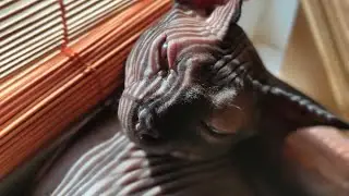 Вечер с сфинксом