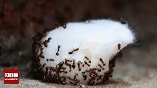 Une astuce géniale pour se débarrasser des fourmis dans votre maison