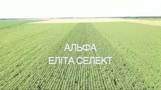Порівняння Соняха Від Компаній Еліта Селект