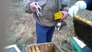 Покупка пчел 19.04.2016 Перестановка из ульев в ящики для перевозки