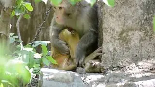 Injured Monkey healing himself