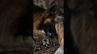 Ред тоже возмущен от комментария о мопсах😂