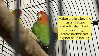 Fun Facts about lovebirds parrots. Cute, cuddly parrots. How to care for lovebirds
