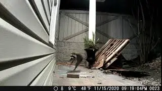 Raccoon is Startled by Scat Mat