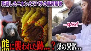 熊に襲われた跡…？巣の異常….。ニホンミツバチに一体何が！？死滅した蜂の巣箱を解体