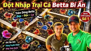 Đột Nhập Trại Cá Betta Bí Ẩn | Trại Cá Betta Đồng Nai | Betta Sales