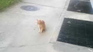 08.08.2024. / 19:36 ☀️🌞 Happy Cat Day ( Srećan Dan Mačke )