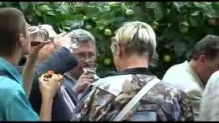 Лесоповал - Питер