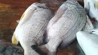 | Latest rates of Fish and Prawn  | Karachi | pakistan |