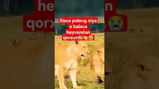 balaca bir heyvan Yeke pələngilə qovdu