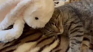 Satisfying Cat Story Make Your Day Better!