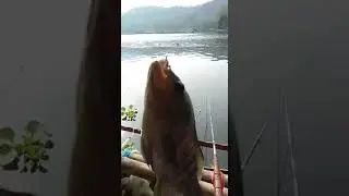 Strike ikan nila waduk cirata cianjur