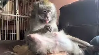Abby Louise and Ralphie D Monkey Grooming ASMR