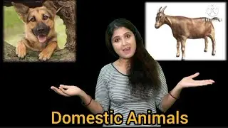 Domestic Animals And Their Uses