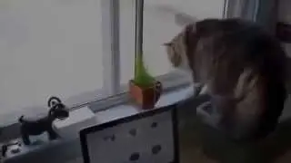 Демонизация кота