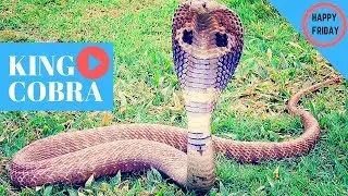 King Cobra Facts!
