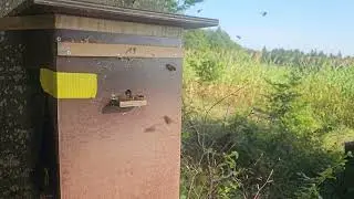 Hornissen Volk in Aufregung