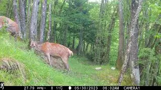 Cerve 🦌 - Cervus elaphus 