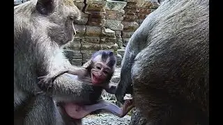 Super cry ! Who my mom? Dolly bad mom monkey pull baby Aiden so hard, So pity baby