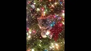 новый год с пепси колой