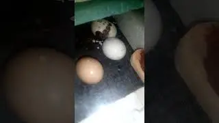 ВЫЛУПЛЯЕТСЯ ЦЫПЛЁНОК БЕНТАМКИ АЛТАЙСКОЙ
