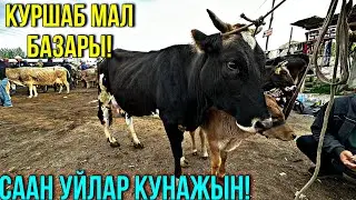 СААН УЙЛАР КУНАЖЫН БУКА ЭРКЕК УРГААЧЫ ТОРПОК БААЛАРЫ УШУНДАЙ 🤯 