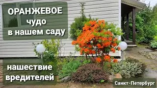 Рыжее чудо - азалия листопадная 🌿НАШЕСТВИЕ ВРЕДИТЕЛЕЙ в саду Девятой реальности🌿