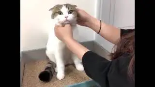 How cats get their medison 😂😂😂 #shots