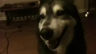 Dagny the Malamute