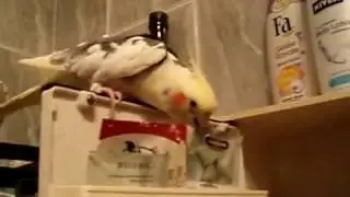Cockatiel / Nimfa Čikis