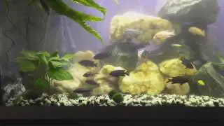 Aquarium new 2017 part 2