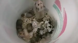 Переселение Зверушки с детьми, меняем подстилки