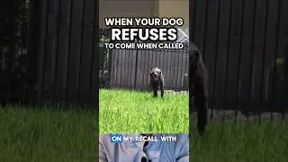 When Your Dog REFUSES to Come When Called…