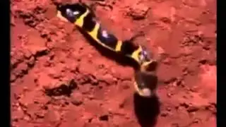 After being attacked by a snake's body to the grave