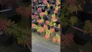 ‘Red Panda’ vs ‘Kryptonite’ who wins? Check out 👉🏼 MrMaple.com for Japanese Maples for your garden