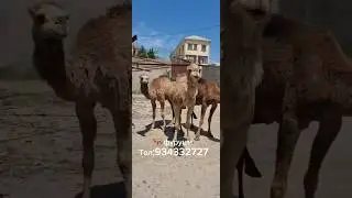 🐫🐫 Фуруши дар ш.Душанбе. Тел: 934332727