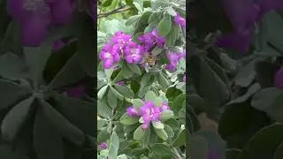 The Important Job of Honey Bees! 🐝🍯🌸 #SaveTheBees #HoneyBees #Pollinators #outsidebyside #nature