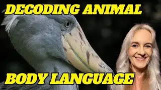 Decoding Animal Body Language: A Scientific Approach