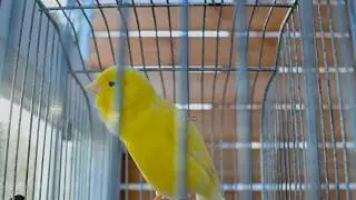 This Canary WILL SHOCK YOU! - Canary Training Singing Video