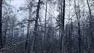 Охота с лайками