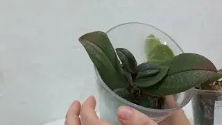 келпак