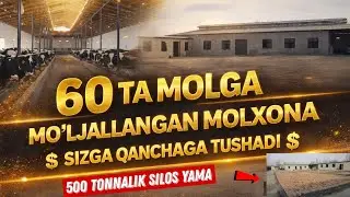 Besh Yulduzli Molxona Qurish Sizga Qanchaga Tushadi ? Molxona Qurish Sigirlar 